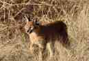Caracal vagy steppe lynx